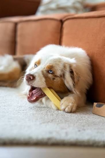 Dog enjoying a Himalayan cheese chew
